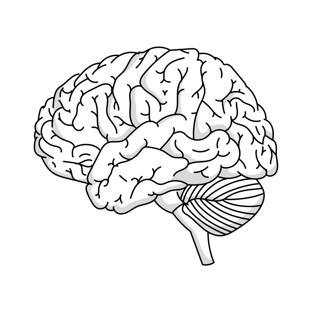 Neurosequential Model of Therapeutics (NMT) - Attachment and Trauma Network